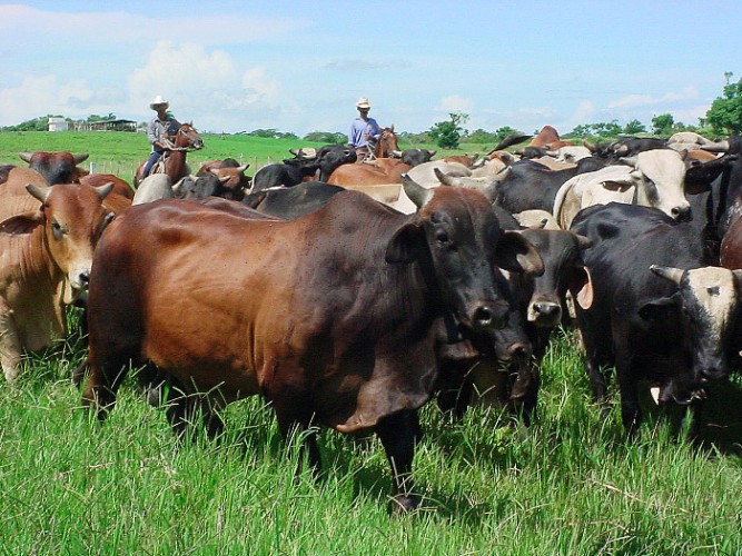 ganadería Camagüey Cuba