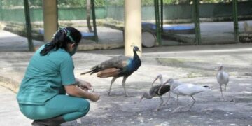 aves, gripe aviar, La Habana, zoológico