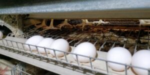 Producción de huevos, imagen de referencia (Cubadebate)